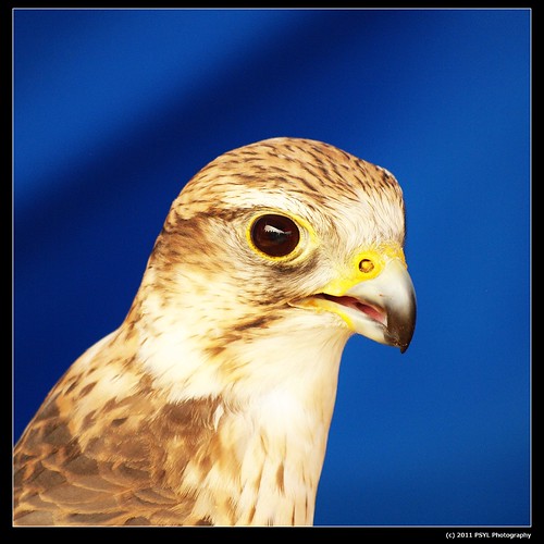 Portrait of Arrow, the Saker Falcon (Falco cherrug)