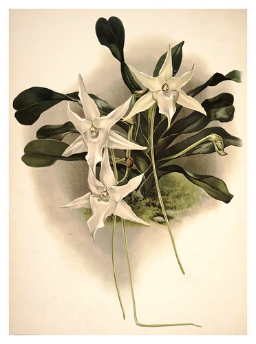 004-Aeranthus sequipedalis-Reichenbachia-Orchids illustrated and described..Vol I-1888-F.Sander