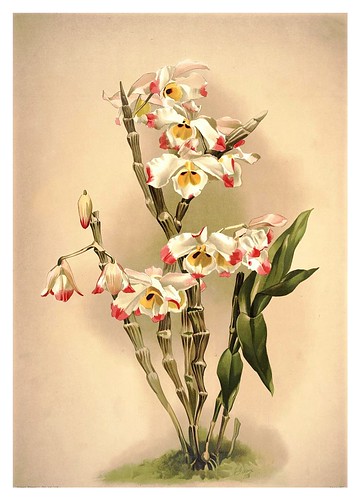 002-Dendrobium Wardianum-Reichenbachia-Orchids illustrated and described..Vol I-1888-F.Sander