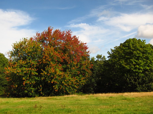 Trees on the Tumulus Field, Hampstead Heath
