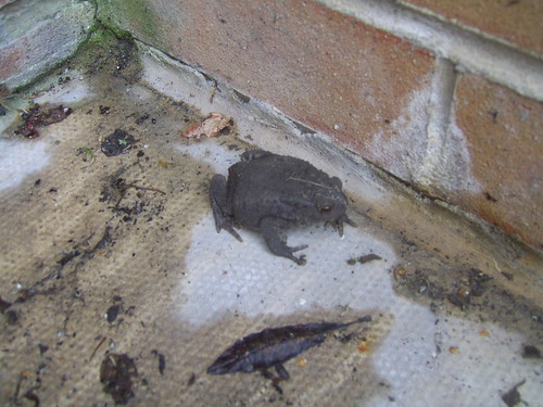 120811 Toad in Yard 1