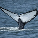 Humpback Whale Fluke. ID
