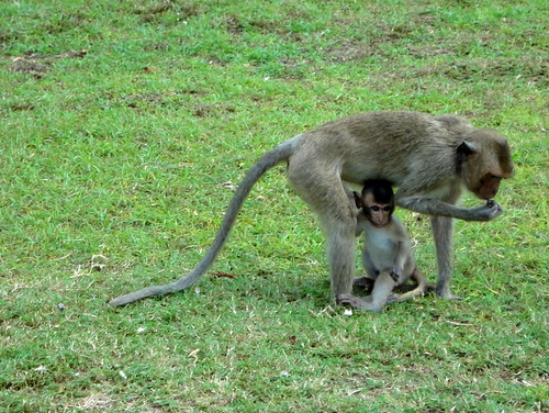 Monkey 2 baby
