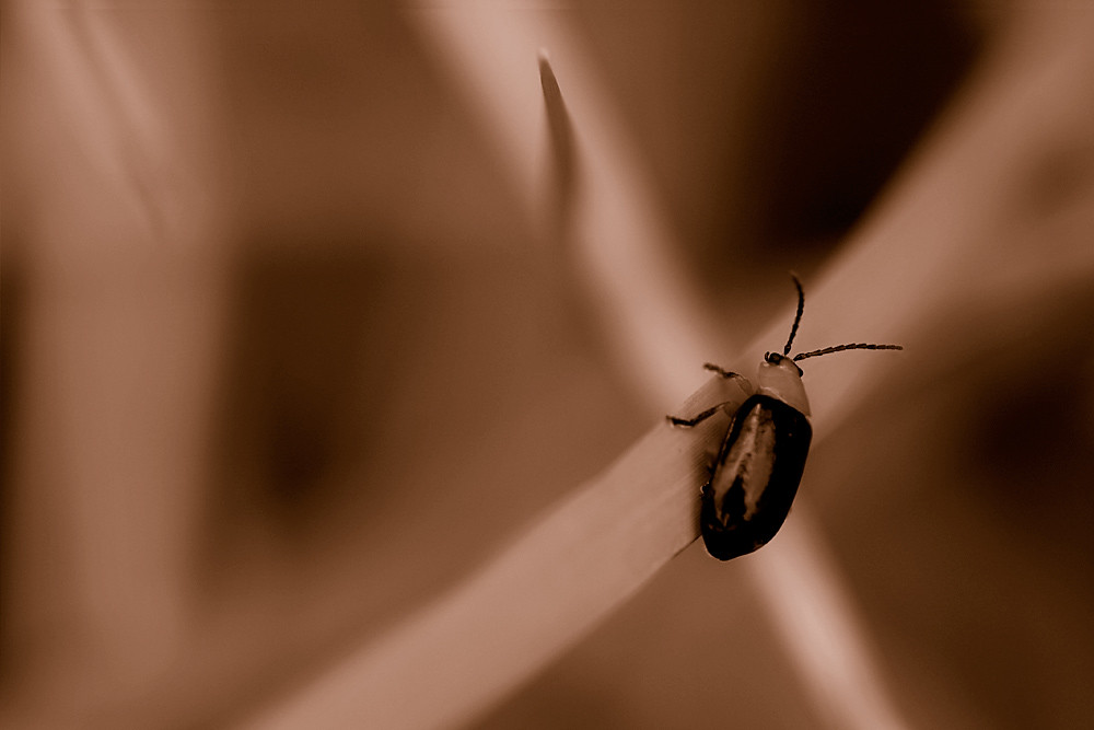 Sepia 4/30:  Beetle