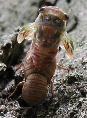 cicada-hatch-0