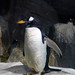 Pinguino Faunia