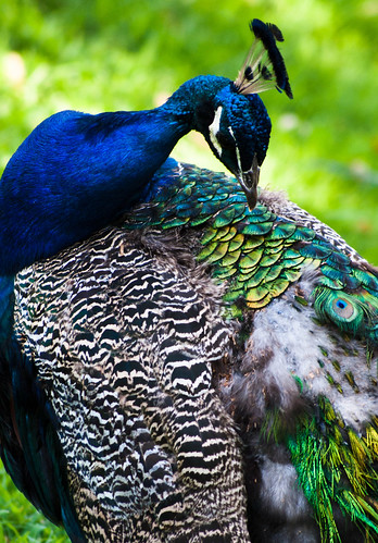 Peacock Preening by Gryffngurl