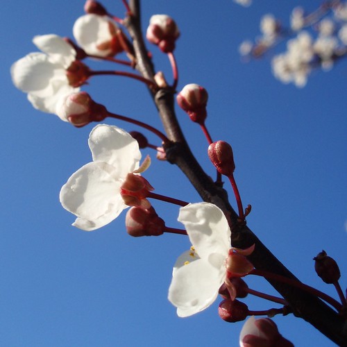 Cherry blossom - original