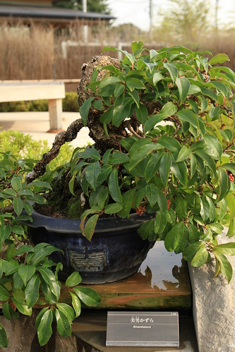 美男かずら Binankazura - 盆栽美術館 - bonsai museum