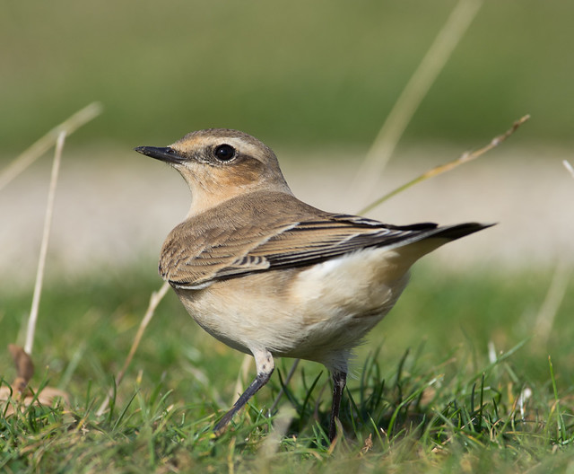 wheatear afternoon 300mm Look over back 2