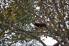 Auckland Zoo - Red panda