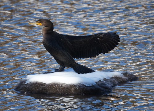 Cormorant on Ice