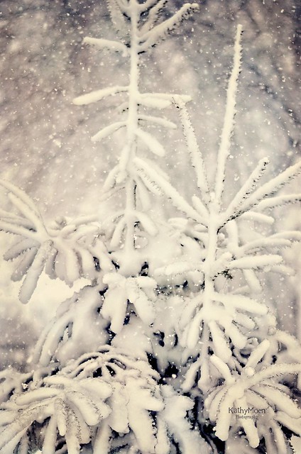 Snow falling on Cedars,,,45/52