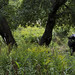 08-25-11: Another Cow on the Trail