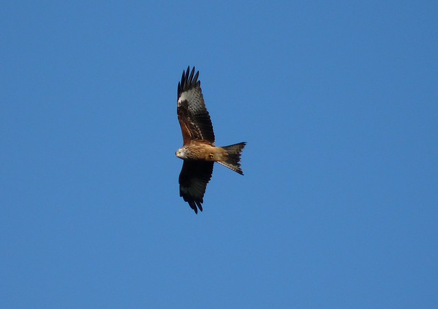 25286 - Red Kite, Goppa Hill