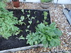 front is sorrell and ARUGULA, just planted varipus lettuce, also visible is a plum tomato plant