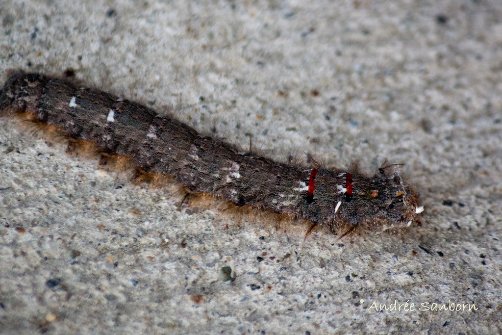 American Lappet Moth Larva (Phyllodesma americana)-29.jpg