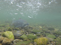 Russian River sockeye salmon