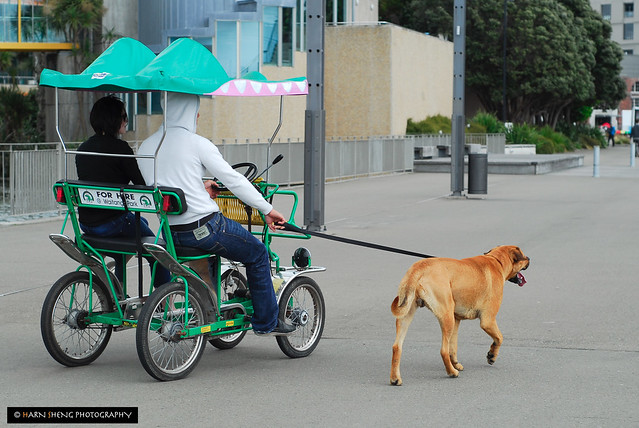 Dogcycle