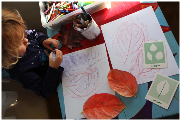 Persimmon leaf rubbings and leaf classification games