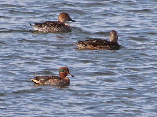 Northern Pintail, Mallard, and Green-winged Teal at White Oak Park in Bloomington, IL