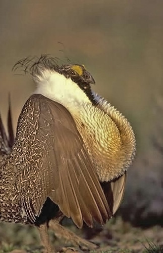 Male greater sage grouse. (USFWS photo)