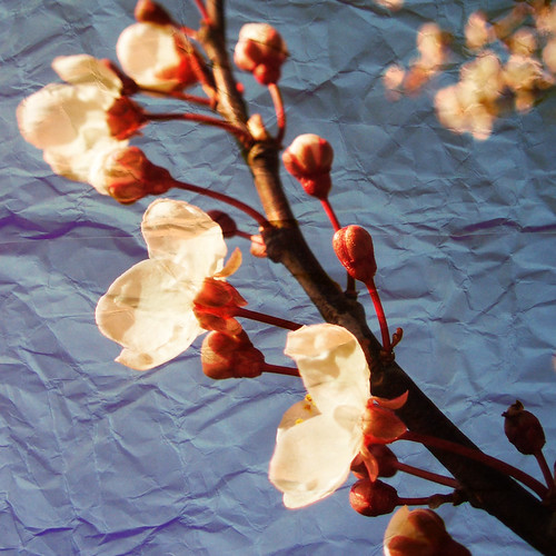Cherry blossom - paper