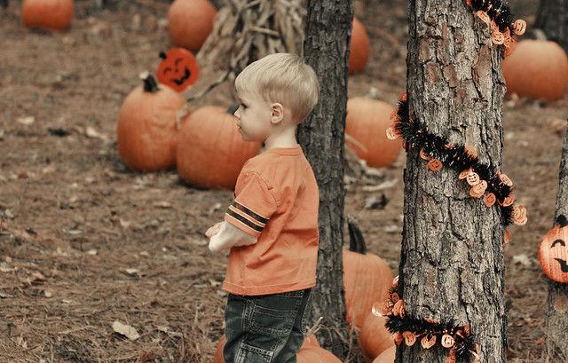 b pumpkin forest colorized