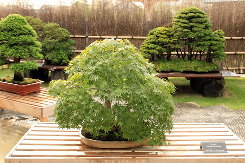 Yamamomiji (Japanese Maple) - 盆栽美術館 - bonsai museum