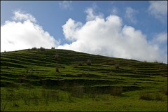 Landscape near Maungaturoto
