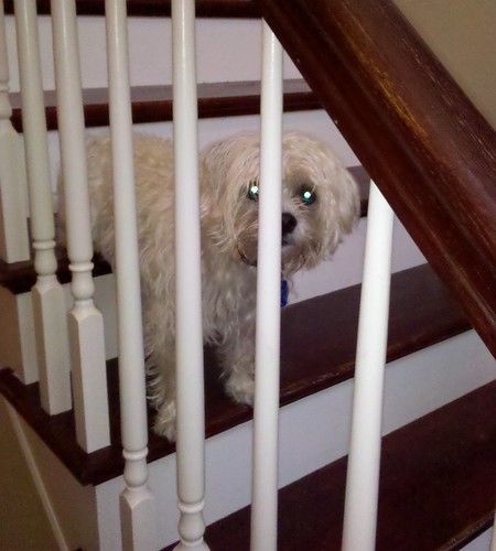 Stair Dog Stare
