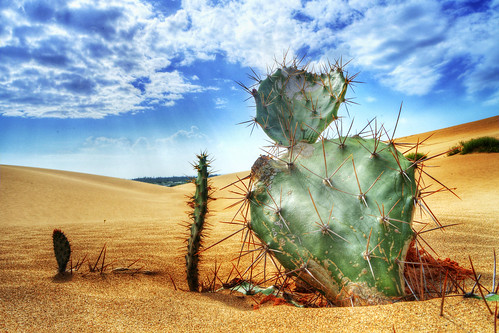 無料写真素材|花・植物|砂漠|サボテン|風景ベトナム