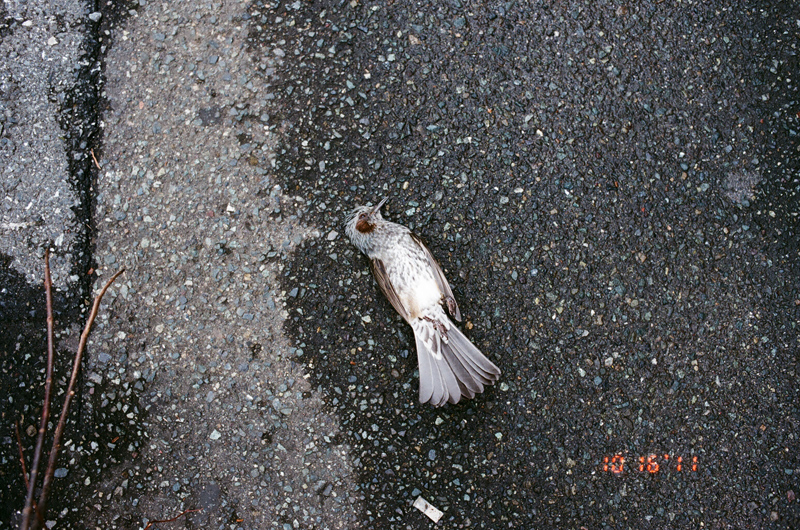 deadbird (7 of 8)