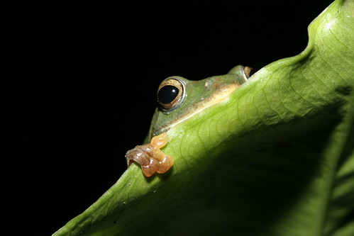 台北樹蛙分佈的南限就是南投蓮華池。
