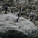 Ushuaia - Canale Beagle