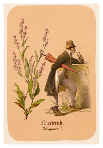 010-Mala hierba-Illustrirtes Kräuterbuch –Aquarelle- 1870-Adolf Schroedter