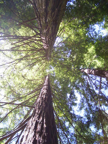 Redwoods side by side