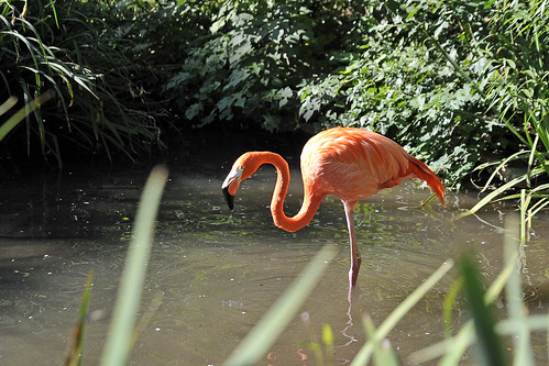 087 Flamingo zoo