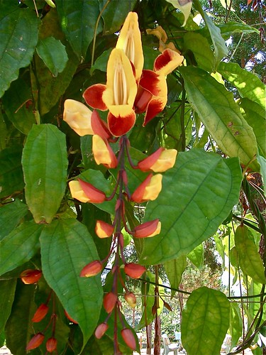 ТУНБЕРГИИ Thunbergia mysorensis (Acanthaceae)