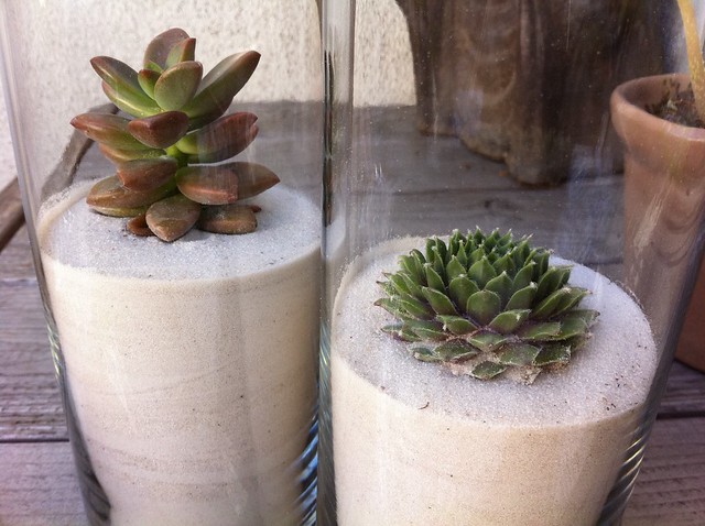 Succulents in sand #2.