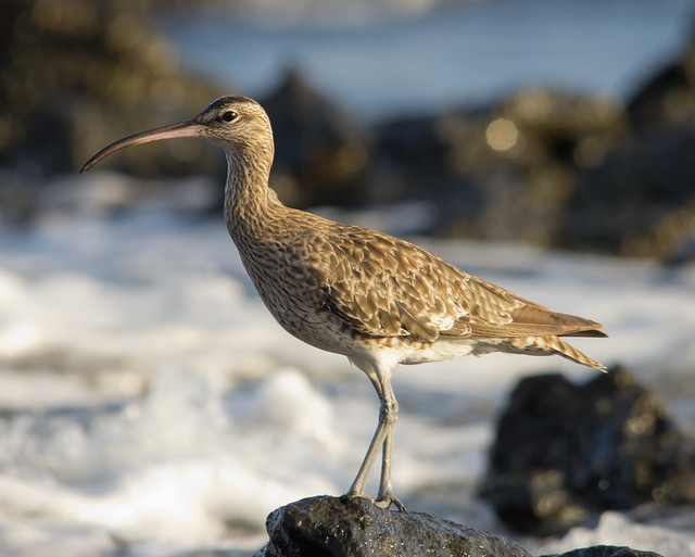 whimbrel on rocks with waves 2