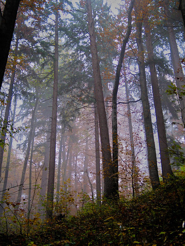 German Foggy Forest 
