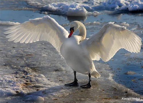 svane på isflak/swan on ice