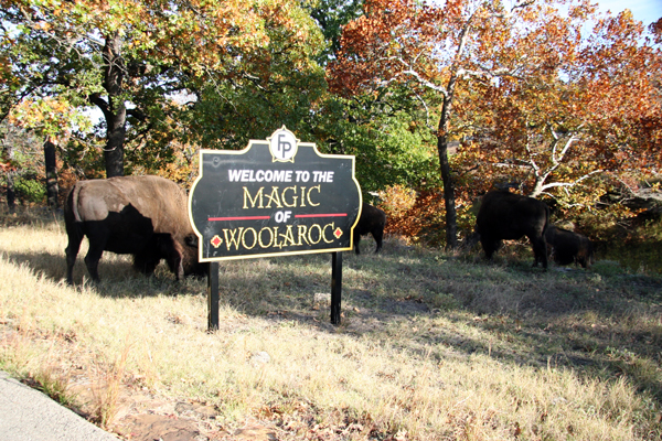 Bison at Woolaroc