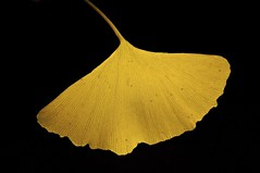 Golden leaf (Lisa Karloo (Off, why bother?)) Tags: autumn black macro nature yellow golden leaf ginkgo ginkgobiloba 2011 project365 mygearandme 2011inphotos flickrstruereflection1