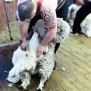 Schafe ausziehen