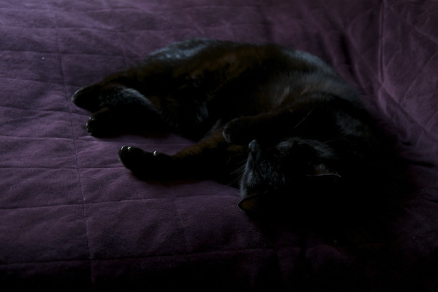black cat purple bed IV