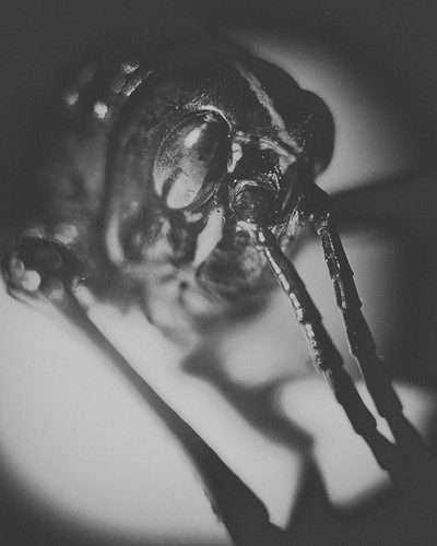 365 Day 277: Insect Portraits: Lubber by ★ 0091436 ★