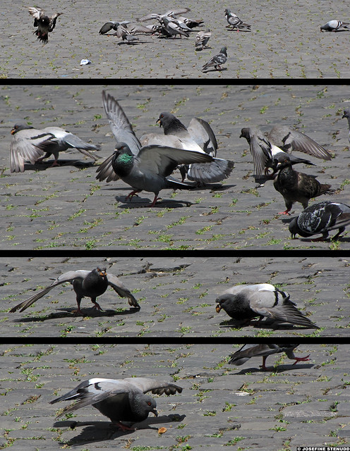 20110608_17 Tetraptych of pigeons feeding by the Colosseum | Rome, Italy | Right-click for more size options!