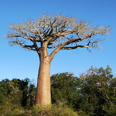 Baobab ... by Zé Eduardo...